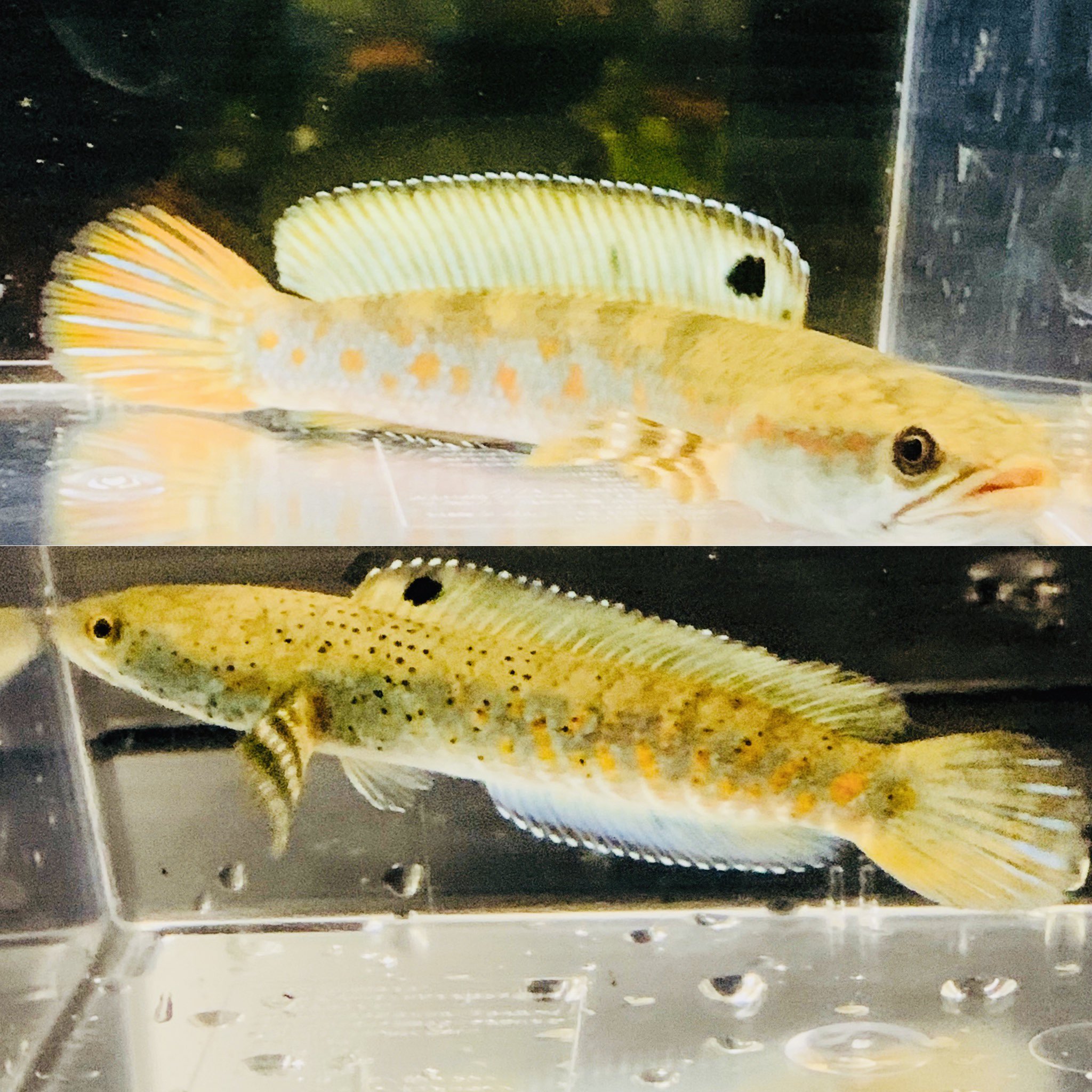 中村観魚園 上 ミメティックプルクラ 下 チャンナプルクラ ぱっと見た目は似てますが やはり少し色合い 模様が 違います 熱帯魚 スネークヘッド チャンナプルクラ T Co Q5kppnia2e Twitter