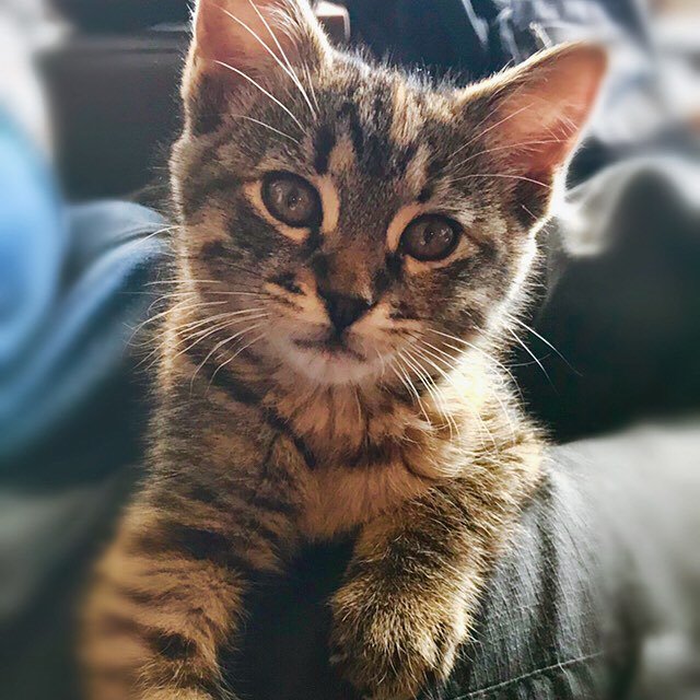 eclisastewart's tweet photo. Meet Zari!! She’s our new fur baby adopted from Paws Cat City. 
Happy Caturday! 
#catsofinstagram #catsoninstagram 
#seattlepets
.
.
.
.

#catlover #ilovecats #bestmeow #we_love_cats #catloversclub #TheMeowDaily 
#igers_seattle #igemrs_seattle #seattleit… https://t.co/KKwVHSIlWn https://t.co/8UZ4NcqTPH
