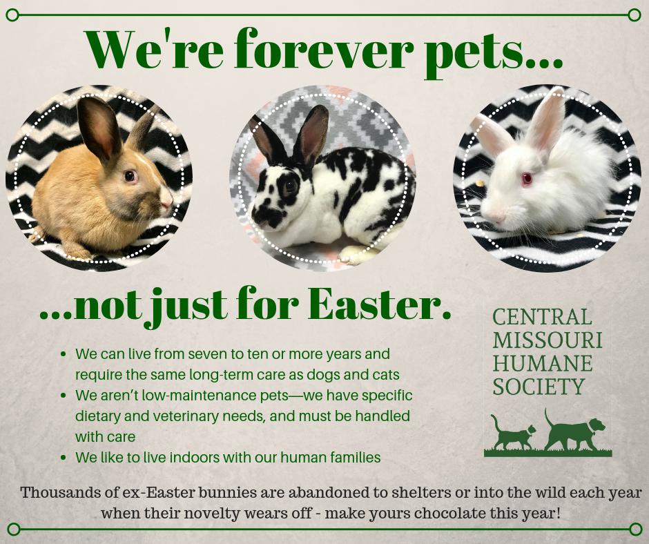 CMHSpets on X: Easter is here and we want to remind everyone that