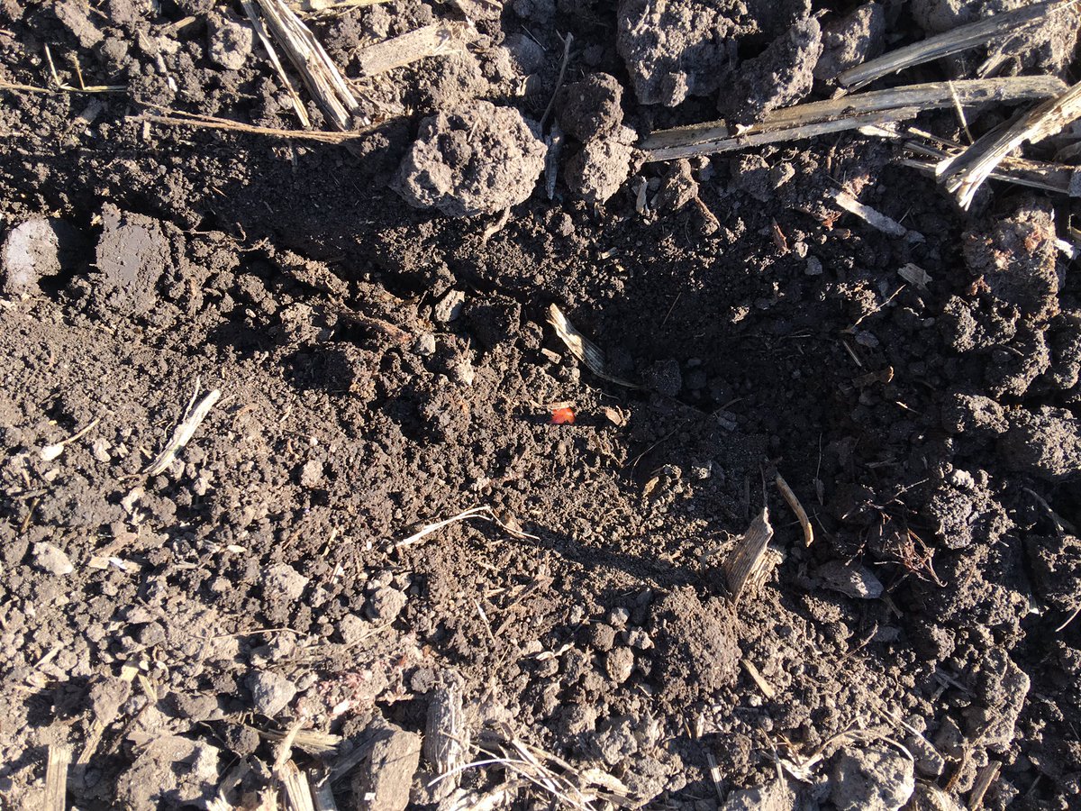 Sheriff_L_L's tweet photo. As Randy Dowdy says, βStop Hoping and Start Knowingβ. These Furrow Row Cruiser closing wheel inserts are $130/row. Small price to pay to βknowβ that you have 100% seed to soil contact. When I dig, I see no air pockets.
#Plant19 #FurrowRowCruisers #BecksPFR #CopperHeadAg https://t.co/qhQ8NEYtI9