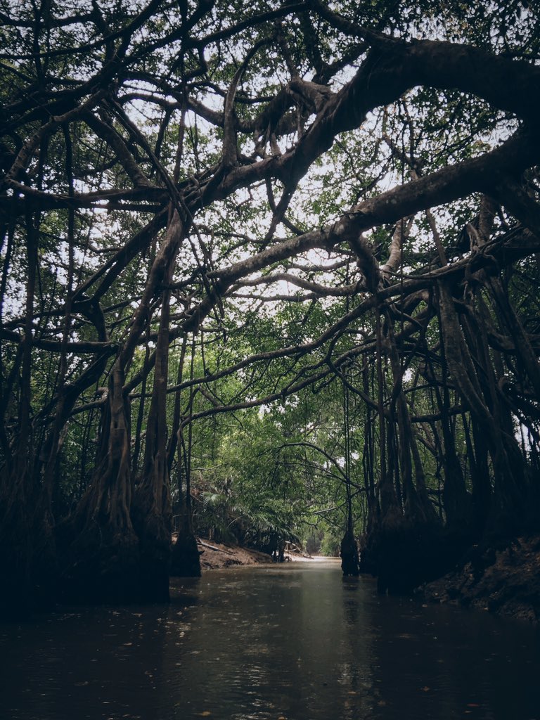 iamistime's tweet photo. 💚🍃
#LittleAmazon #phangngang #thailand https://t.co/UC5bD9Kl2U