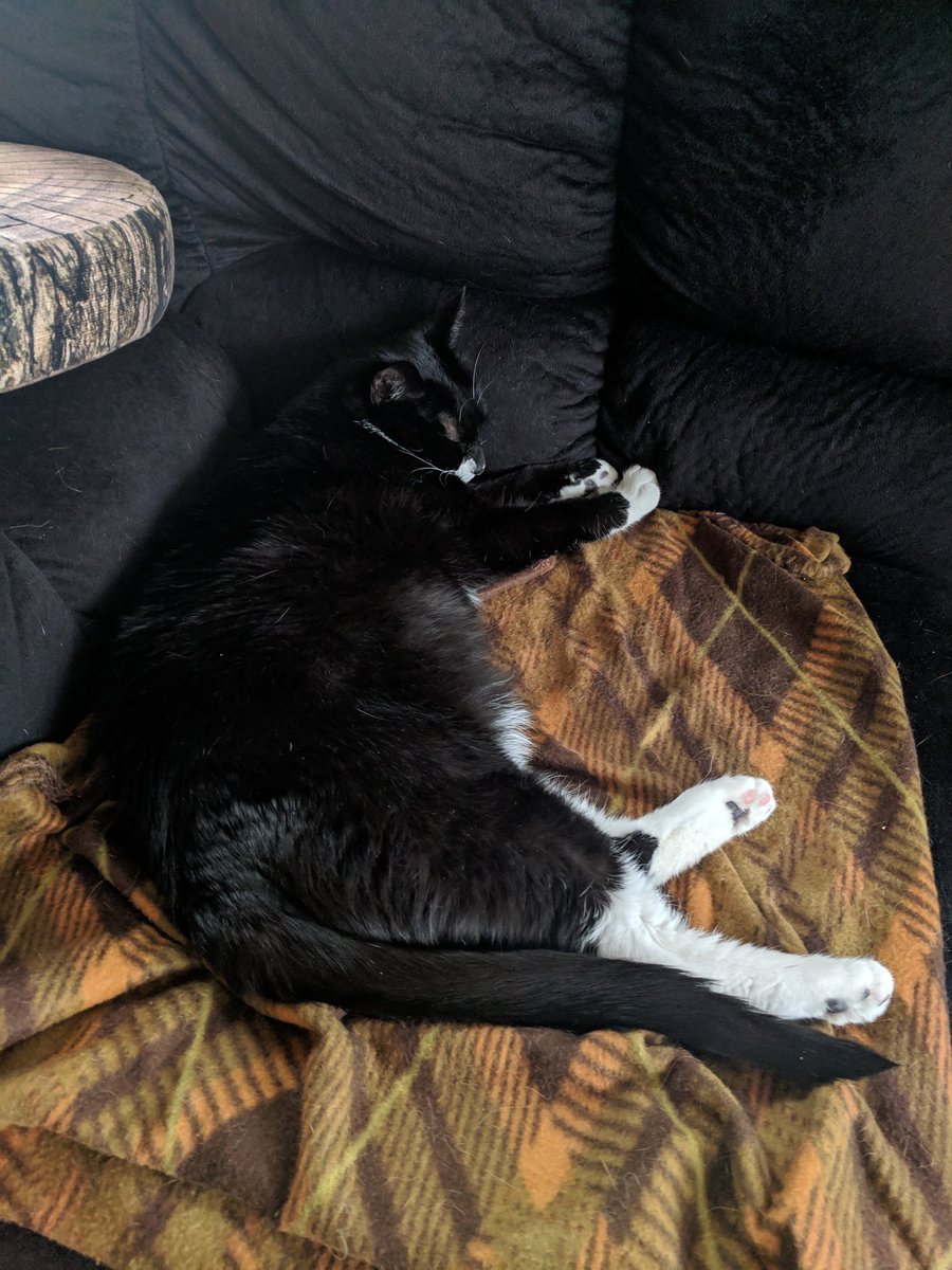 GundamCat13's tweet photo. Cozy, dozy, Saturday afternoon kittens #Zuko #GriffCat https://t.co/seSNu4CxHu
