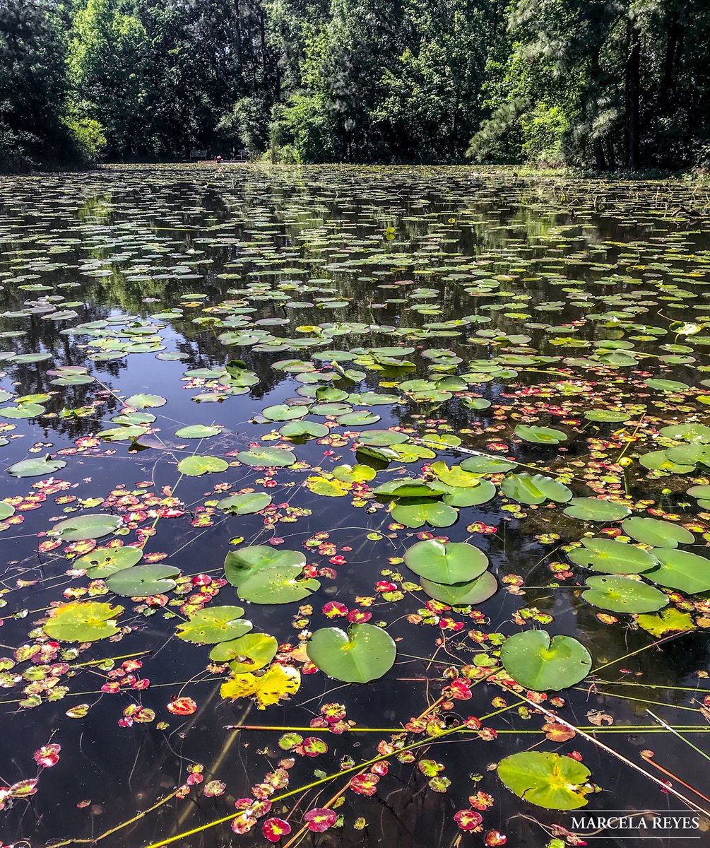 marcereyes55's tweet photo. “Never stop believing in the possibility that is you and your impact. Live in purpose. On purpose.“ Unknown author.❤️ 
#you #believeinyourself #beautiful #light #peace #nature #photography #photographylover #photooftheday #leaves #natureart #spring #leaves #houstonarboretum https://t.co/sNcxmgalFe
