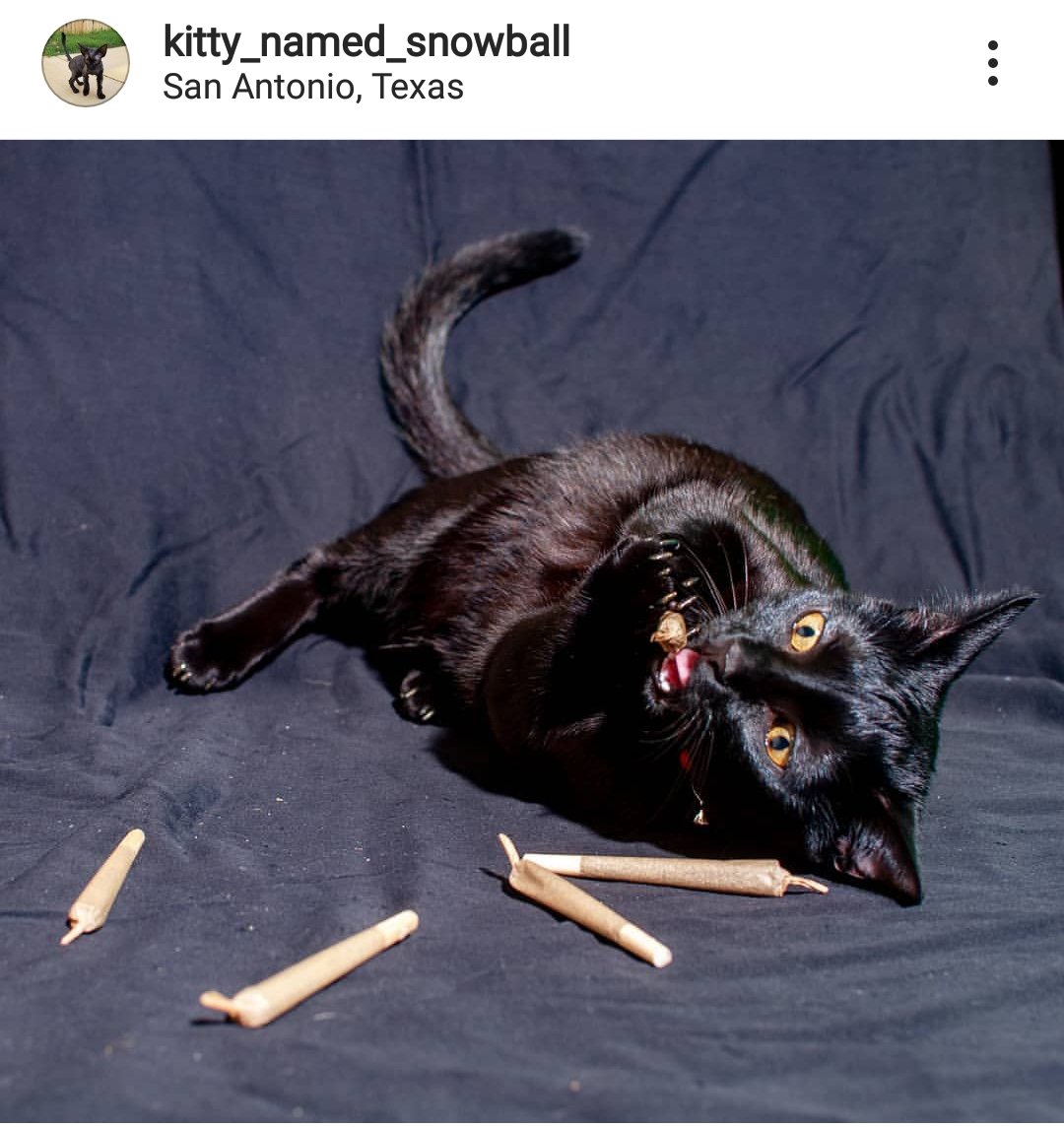 My cat has a problem... <a href="/meowijuanaville/">Meowijuana</a>