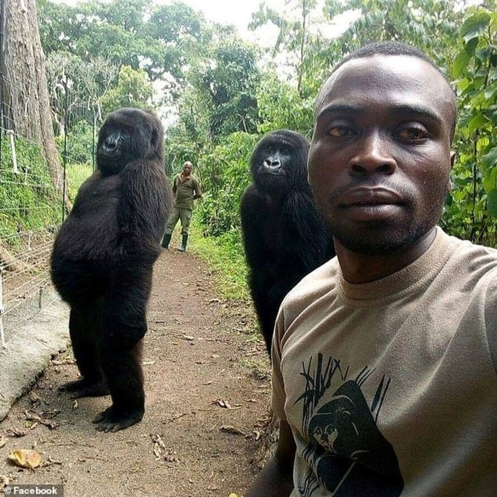 BichinhosFB's tweet photo. E esses gorilas fazendo pose pra selfie com os guardas que os protegem de caçadores no parque? https://t.co/7Qhs2GKunD