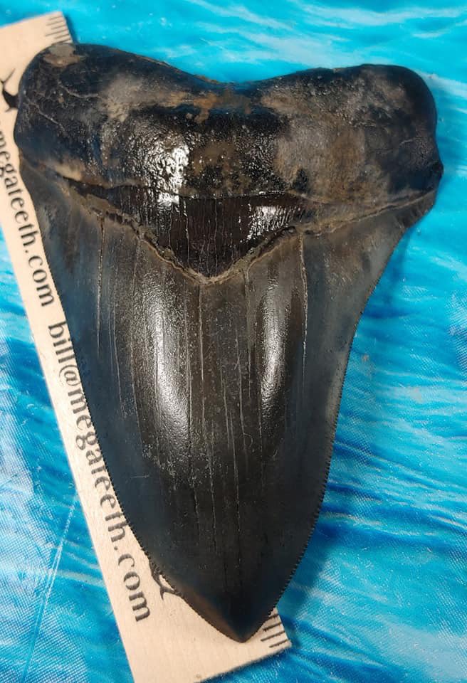 megateethfossil's tweet photo. Cool 5.46 in tooth from Thursday. Will probably get lighter as it dries. #megalodon #megateeth #shark #tooth #teeth #sharktooth #sharkteeth #dive #diver #diving #collector #collection #collecting #fossil #prehistory https://t.co/ionU8o9yXN