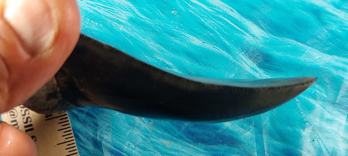 megateethfossil's tweet photo. Cool 5.46 in tooth from Thursday. Will probably get lighter as it dries. #megalodon #megateeth #shark #tooth #teeth #sharktooth #sharkteeth #dive #diver #diving #collector #collection #collecting #fossil #prehistory https://t.co/ionU8o9yXN