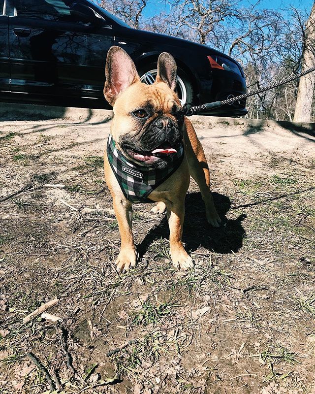 bailz215's tweet photo. That post dog park high 👅 https://t.co/gvbdfeGg6V https://t.co/P86aE9vxhi