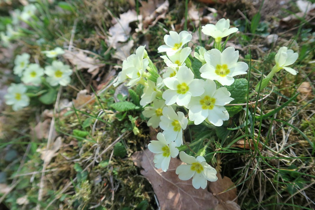 naoko_perugia's tweet photo. #MonteFionchi #Spoleto #Umbria #Italy #wildflowers #primula #epatica #orchidea 今日 久しぶりに山を登ると #プリムラ に #ミスミソウ 山頂付近には #蘭 の花など、#野の花 がたくさん咲いていてきれいでした。スミレや珍しい花も。#イタリア #ウンブリア #trekking #登山 https://t.co/ZXLDOLwHuU https://t.co/868H60nvi9