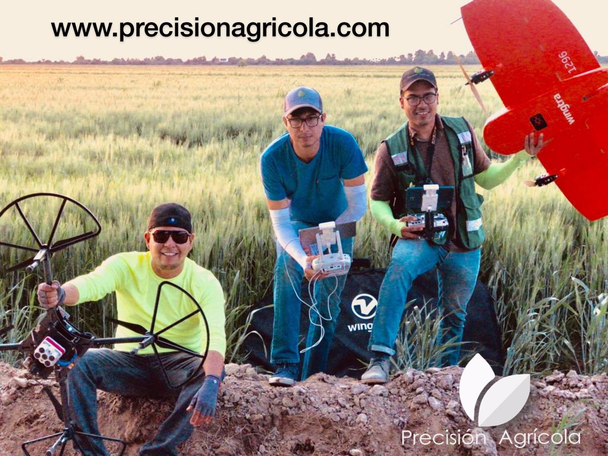 Precisionagmx's tweet photo. En #trigo medimos proteínas en grano, detectamos malezas y generamos mapas de aplicaciones nitrogenadas en rango variable utilizando espectroscopia aérea   #trigo #campomexicano #IoT #agriculturadelfuturo https://t.co/ZjGZwdlGtC