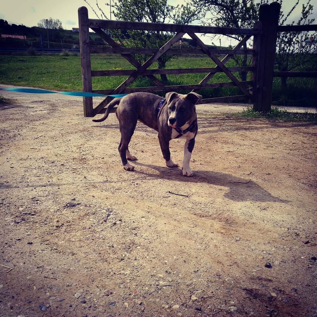 Hola soy Villa. Tengo 10 meses y me dicen que venga a pedir una familia. No tengo muy claro lo que es, pero me han dicho muchas cosas buenas que se suelen hacer en familia. ¿Quieres ayudarme? Manda un correo a adoptasospitbull@gmail.com y si no, DIFUNDE! Gracias 😊