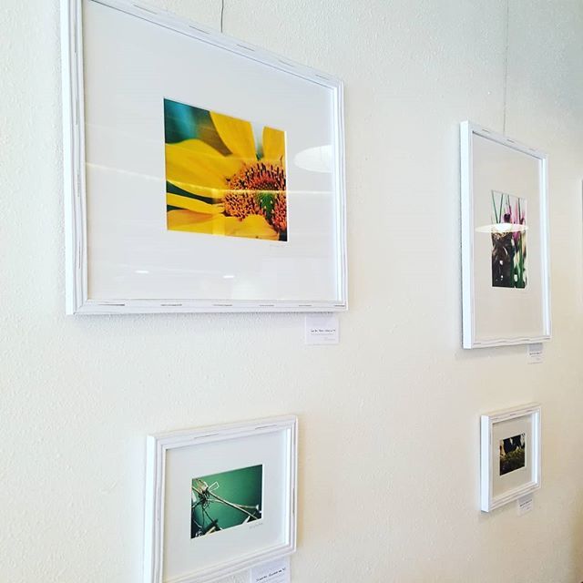 JenoZ93's tweet photo. When your friend is a famous artist! ❤
.
.
.
 @windflowers_photo showing now at @uptownecafe #lacrossewi #driftlessregion #couleeregion #lacrosseartist #photography #naturephotography https://t.co/1fqmY6RvBO https://t.co/5KMRvn5nFJ