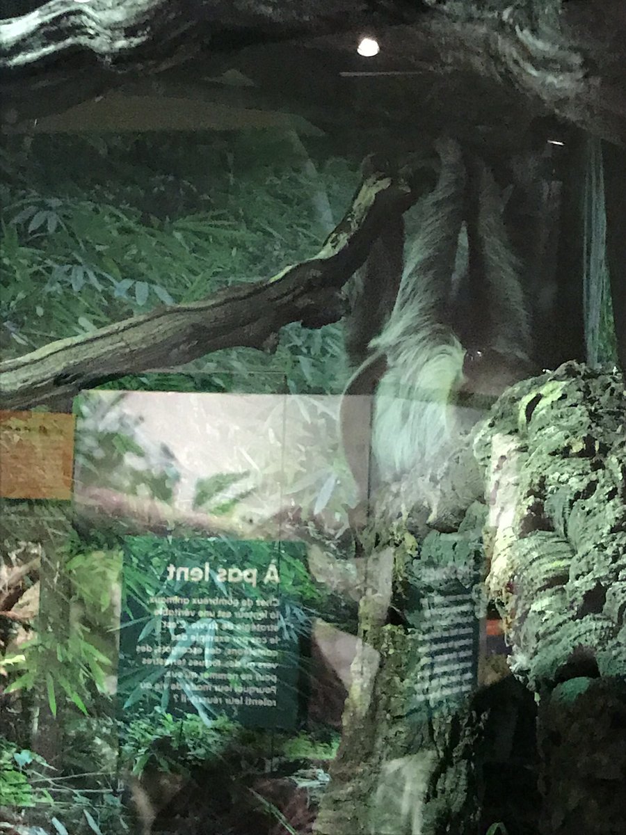 brian_woodland's tweet photo. Our visit today to @MuseumofNature : the sloth, living up to reputation, veiled chameleon, and among butterflies that land in you. A must see in #MyOttawa https://t.co/HkH9j2a8Yk