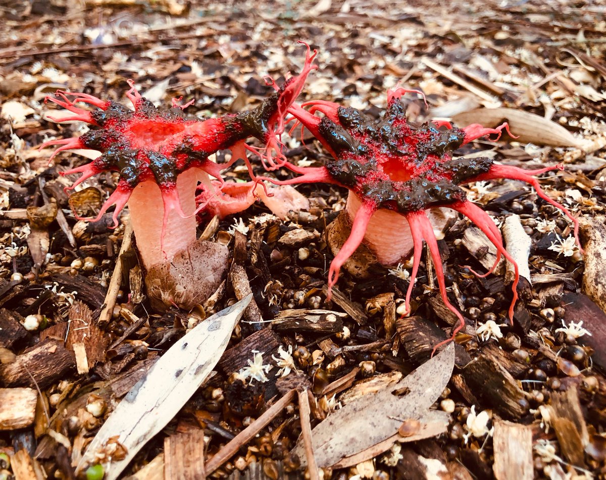davidjmidgley's tweet photo. Aseroe rubra #yamba #fungus https://t.co/aeaiQmyhdm