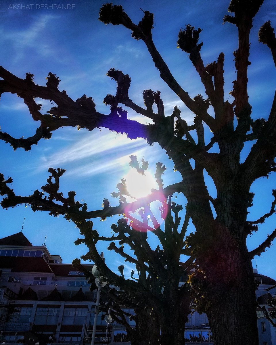 akki0026's tweet photo. Even the sun wants to blossom in spring 😊
.
.
#april21 #post110 #sunshine #trees #seawatch #sopot #blueskytv #sunnydays #Springfest #tricity #gdanks #Poland #Europe #beautiful #beach #travelblogger #nikonphotography #photographers #nikon #tourism #picoftheday #Instagram #nature https://t.co/vakKjkcO6X