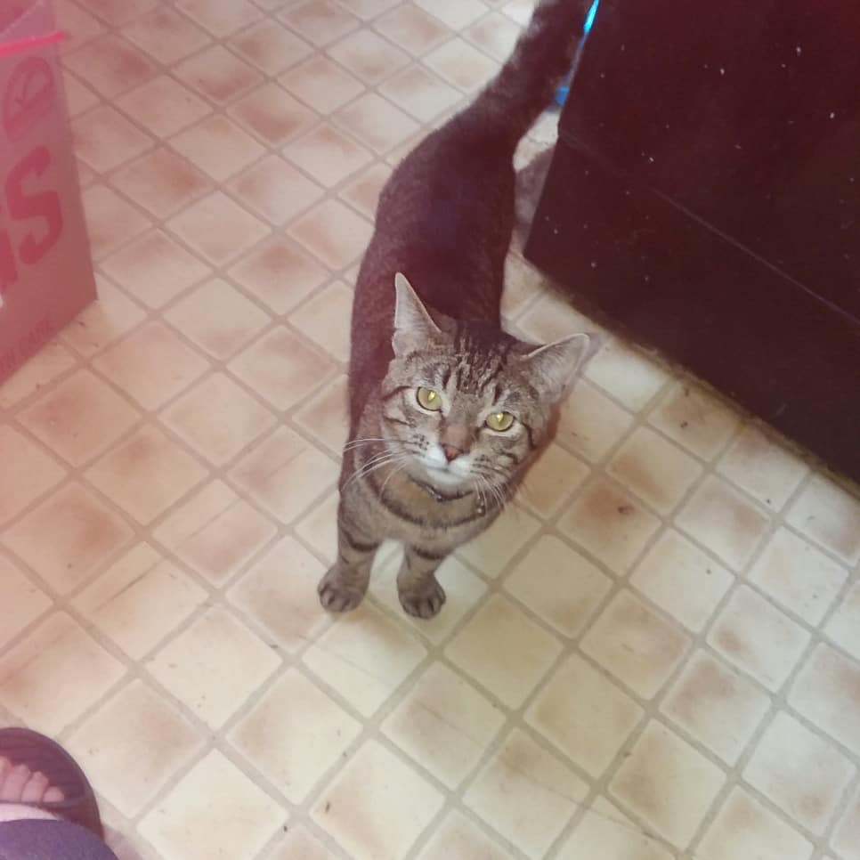 dahms_dalton's tweet photo. #cats #CatsOfTwitter #pets #animals https://t.co/HA1cbbWTPN