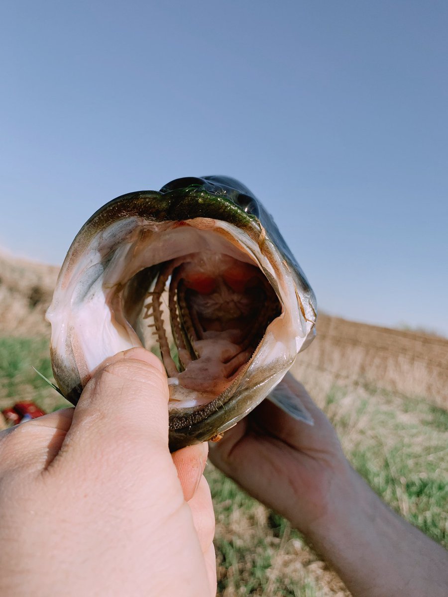 FreyenbergerFun's tweet photo. More bites! #gonefishing #catchoftheday https://t.co/spL2XjnfF9