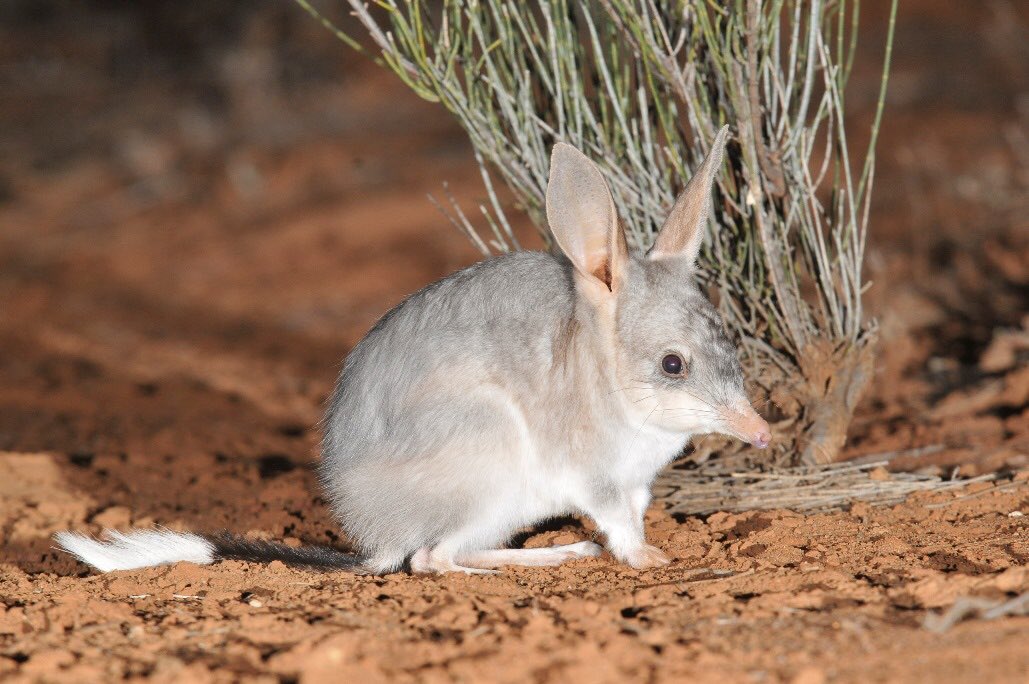 #Easter reminder that in Australia we are home to 2 native egg-laying mammals & a long-eared hopping marsupial even more endearing than a bunny, yet persist in representing the holiday via an invasive species! #BilbiesNotBunnies