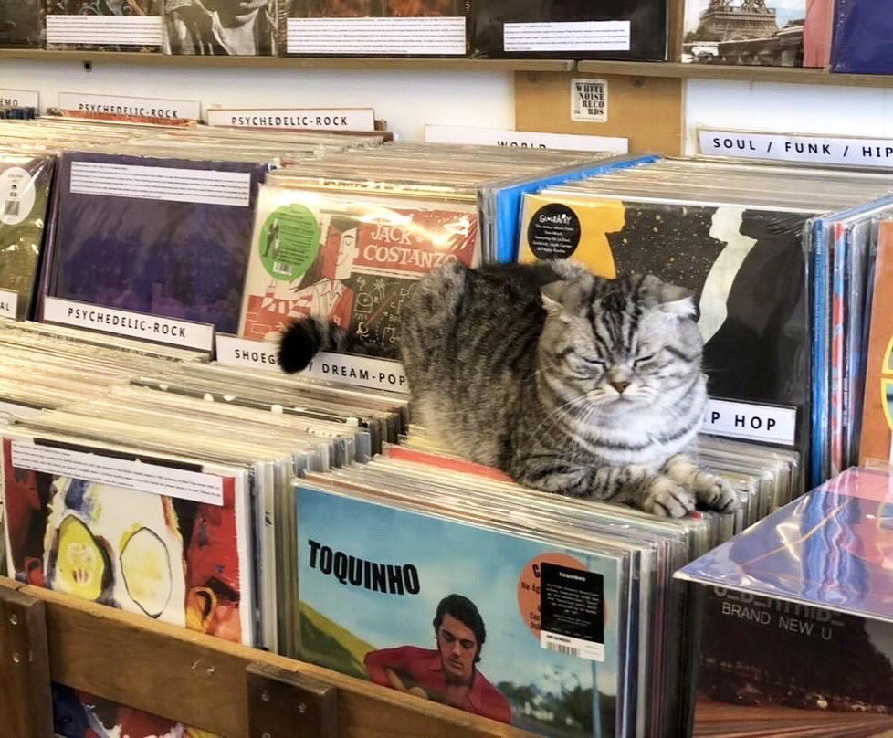 Bodegacats_'s tweet photo. https://t.co/NE2O9CIve7