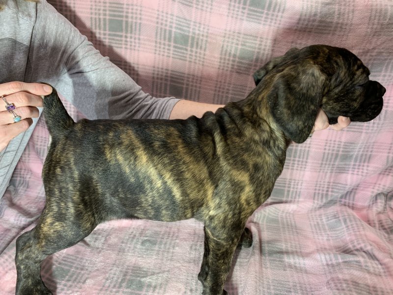 PetClassUS's tweet photo. Cane Corso Puppies for sale: https://t.co/iHP6fDaCJz #dogs #puppies #canecorso #petsforsale #puppyforsale #petclassifieds https://t.co/vuFAR0rLKE