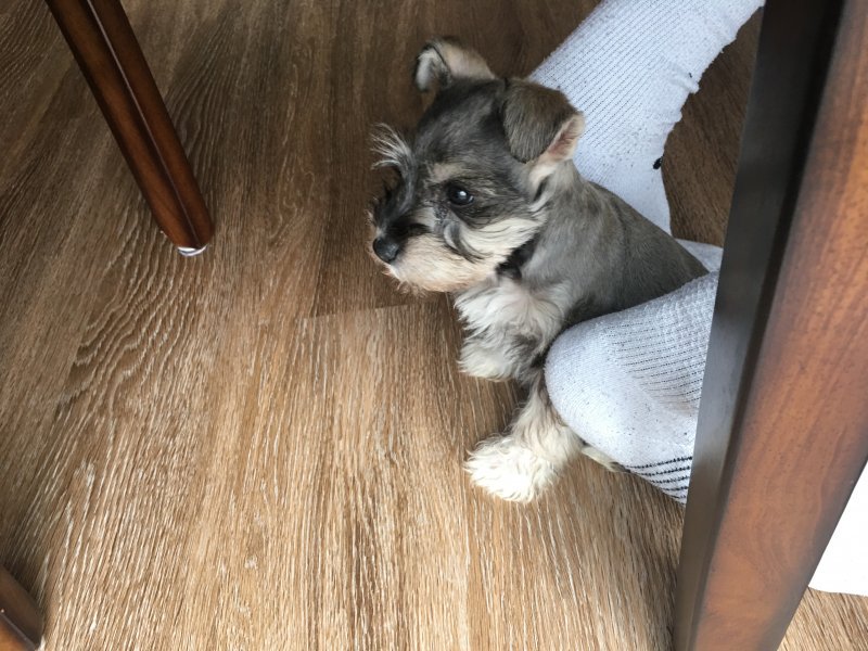 PetClassUS's tweet photo. 9 Week Old Mini Schnauzer for Sale!: https://t.co/0f9DZwSgHc #dogs #puppies #schnauzer #miniatureschnauzer #petsforsale #puppyforsale #petclassifieds https://t.co/4q1YeCvNF2
