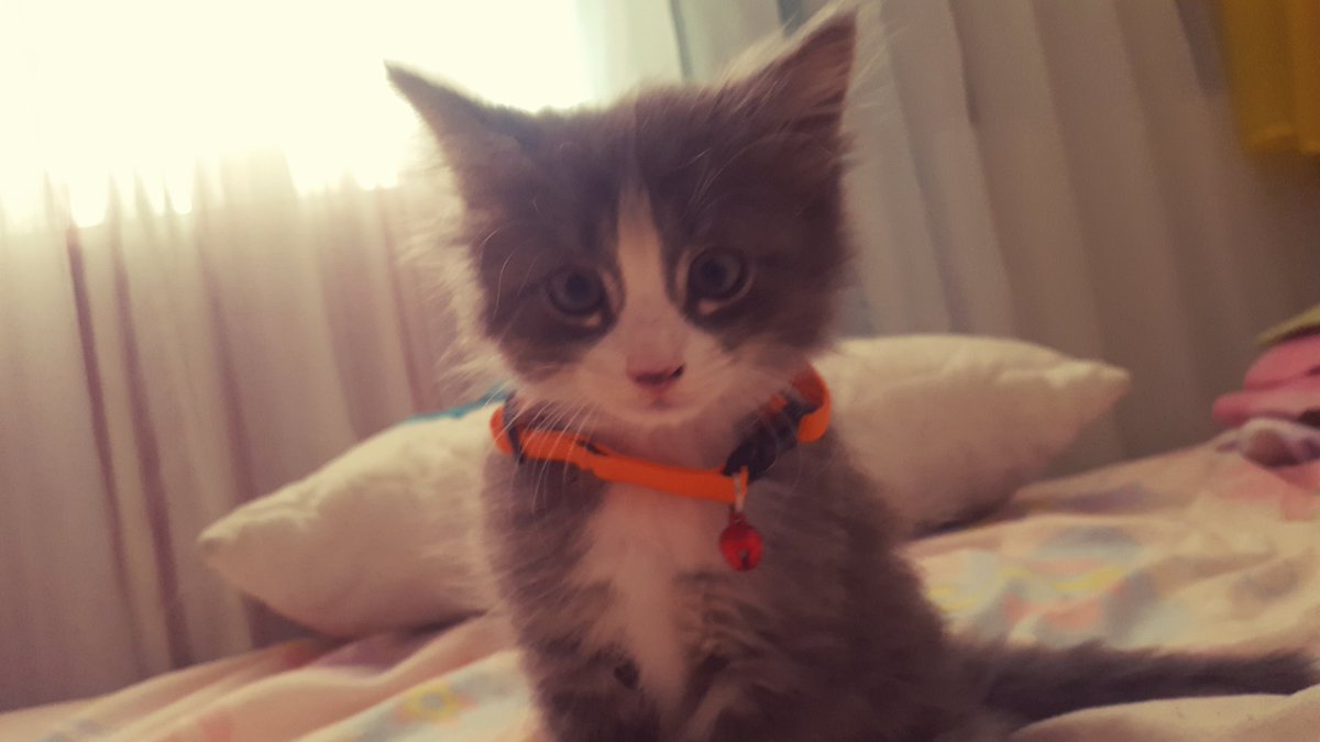 This is the cutest thing in the world