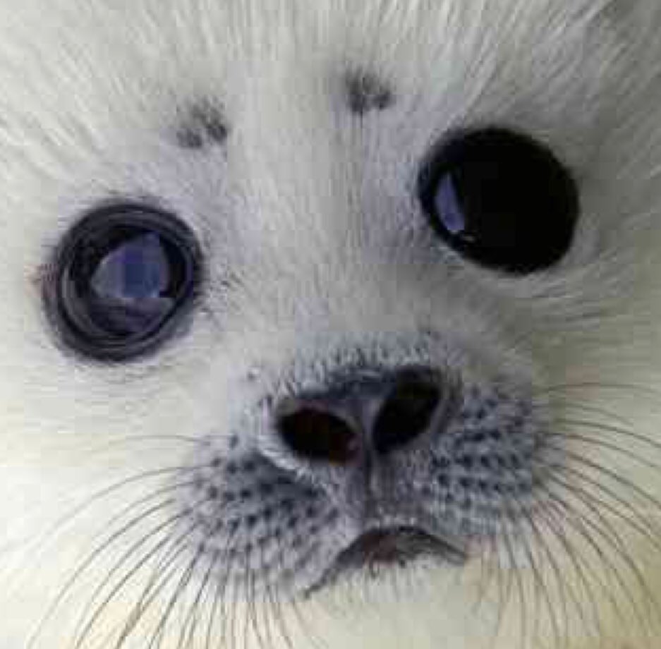 mamimoe1's tweet photo. Good morning Apr.21 2019 8:28am Sun.
#SaveSeal #CA
#Hunting #fur Business without ethics https://t.co/BFHNwCrMiE