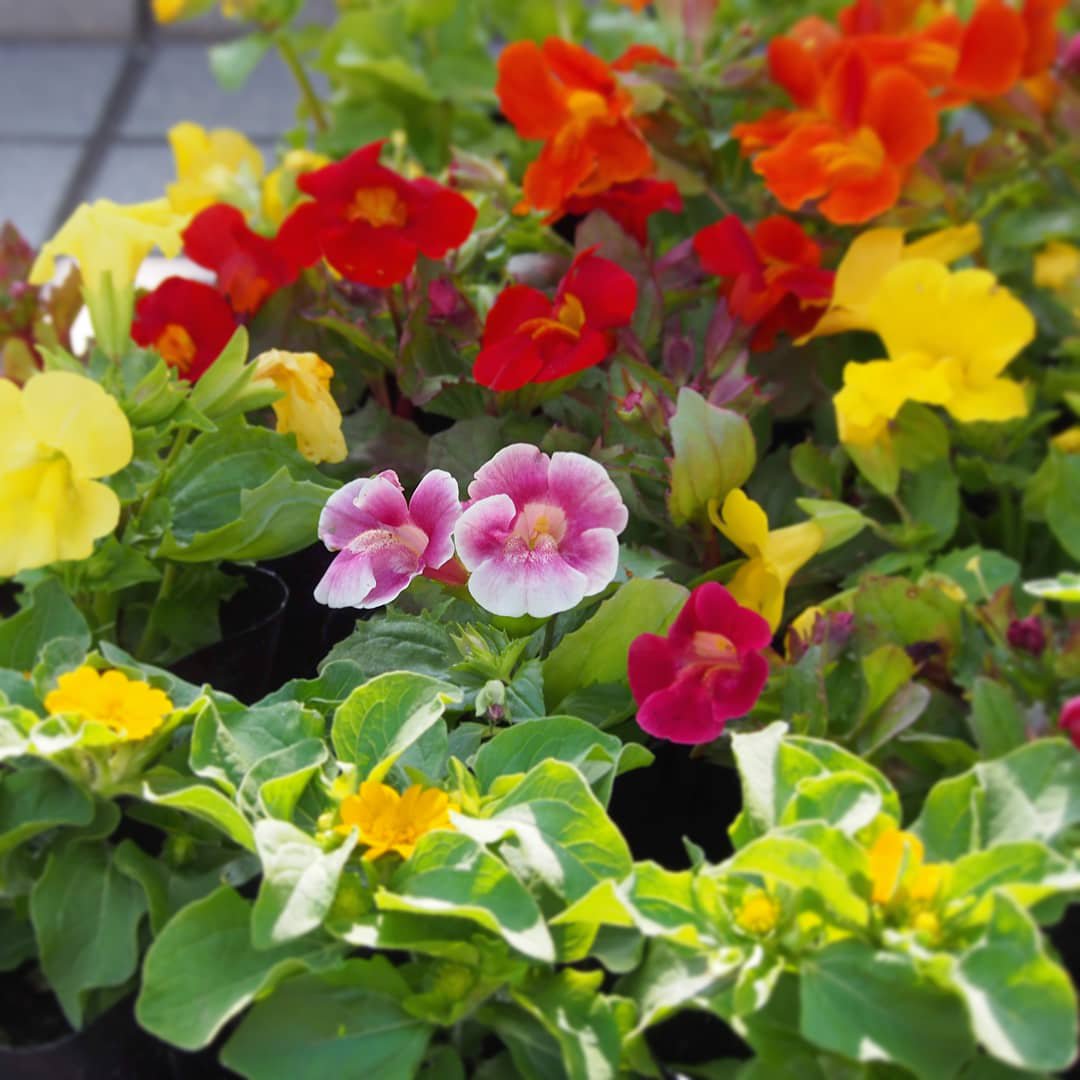 Hashtag ミムラス Auf Twitter