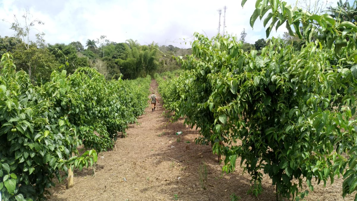 Cultivo de Sacha Inchi