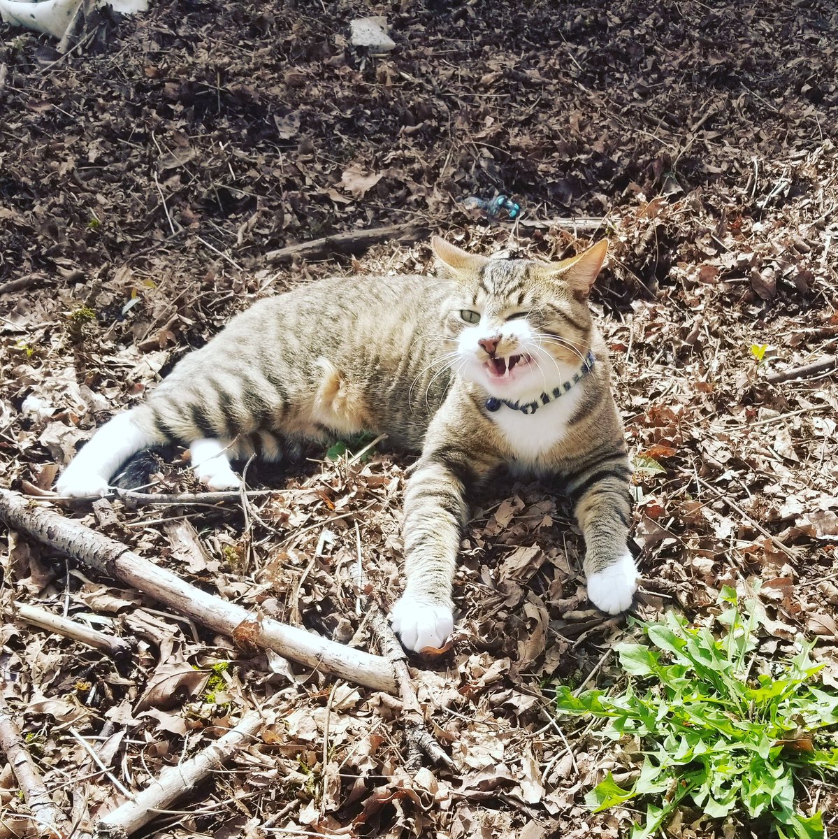 RaeGibster's tweet photo. Locutus has the best timing for his derps 😂  "Feline cute. Might act normal later, Idk" https://t.co/X91vZqCYUc