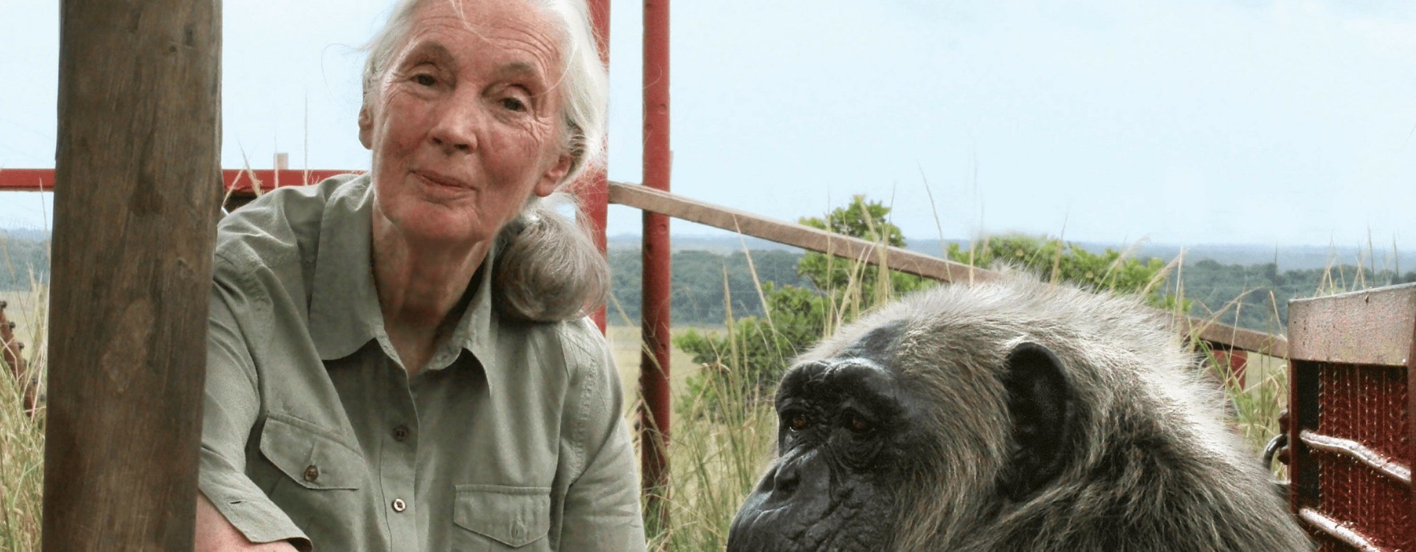 HAPPY BIRTHDAY JANE GOODALL! 