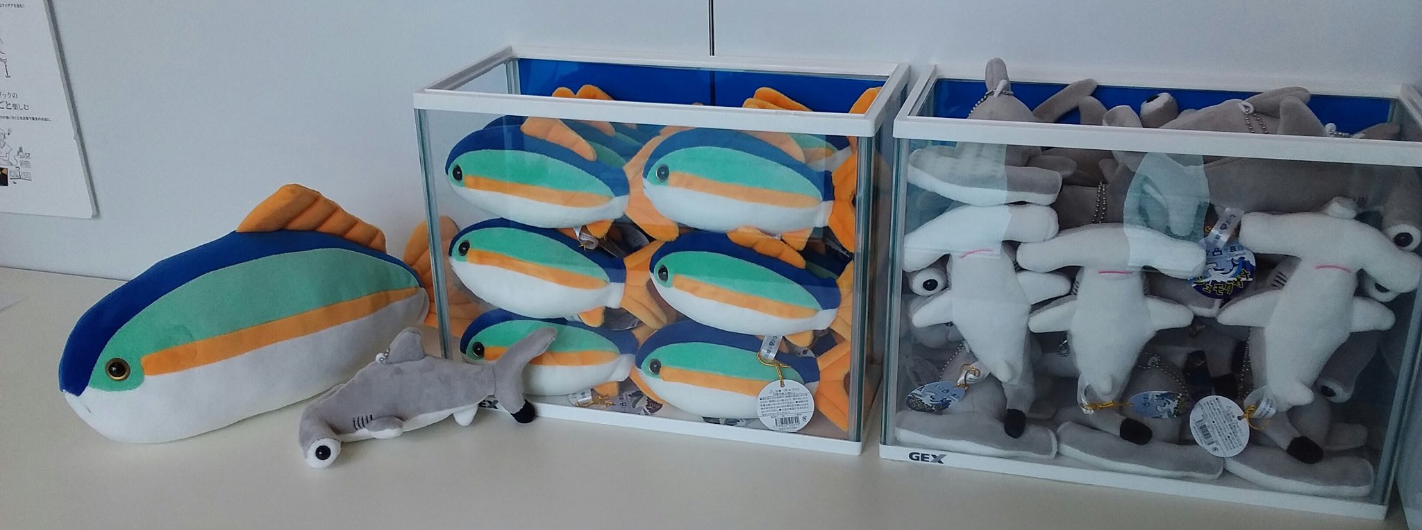 むろと廃校水族館 on X: 