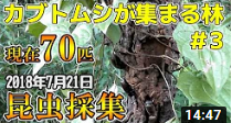 gekichannel's tweet photo. 【カブトムシ・クワガタ】 6回目！2018年夏・昆虫採集 カブトムシが集まる林に朝は集まるのか調査！
https://t.co/2btpIA9Mfn
https://t.co/o9SRGJAO33
#カブトムシ #昆虫採集 #大量 #ホラー #拡散希望