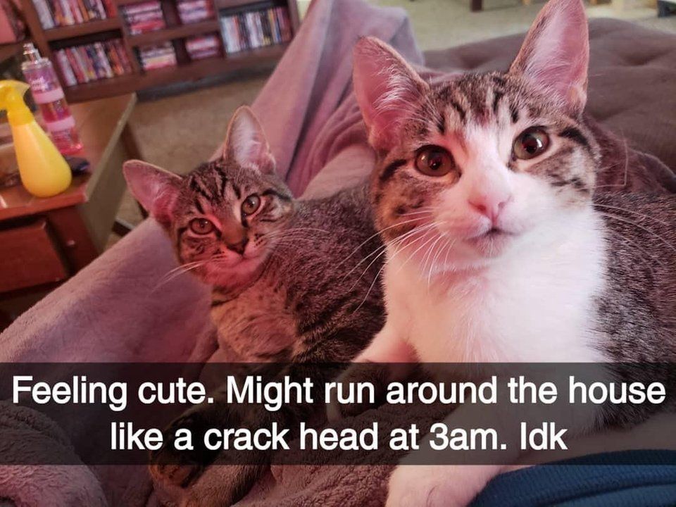 CatsOnCatnip's tweet image. My cats have always done this right after pooping 😻😂