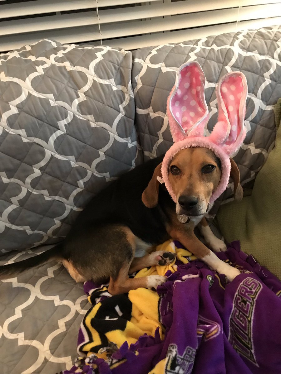 Y’all we’re back!!! Happy Easter from us Brown Hounds! #nolabelle #saintbrown