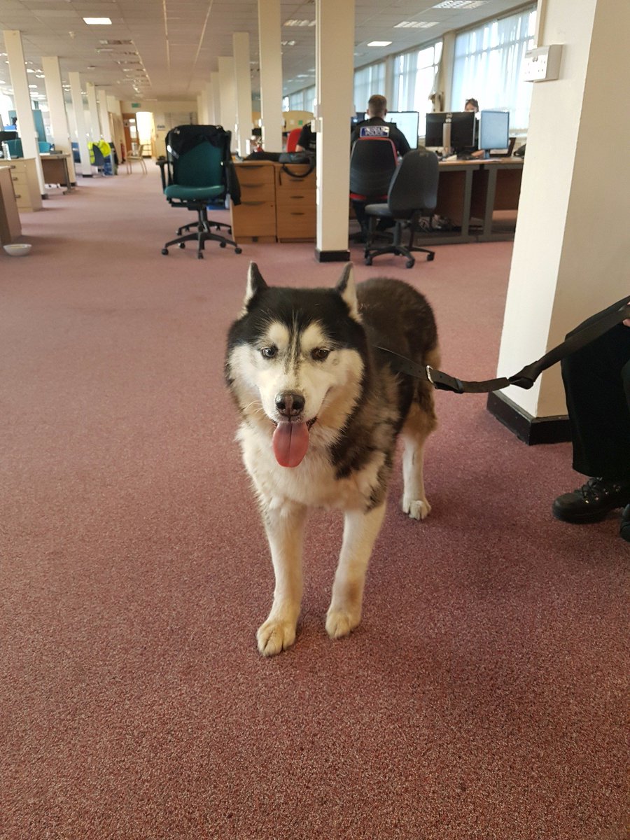 Found on Town Hill in the early hours do you know the owner? # Wrexham currently being looked after by rota 4 officers please share across your followers and call 101 if you have information