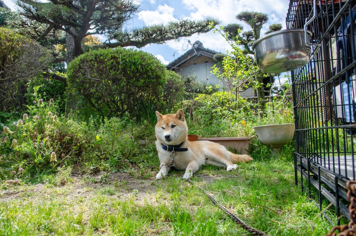 Inubot 横になる犬と起き上がる犬 Inubot 横になる犬と起き上がる犬