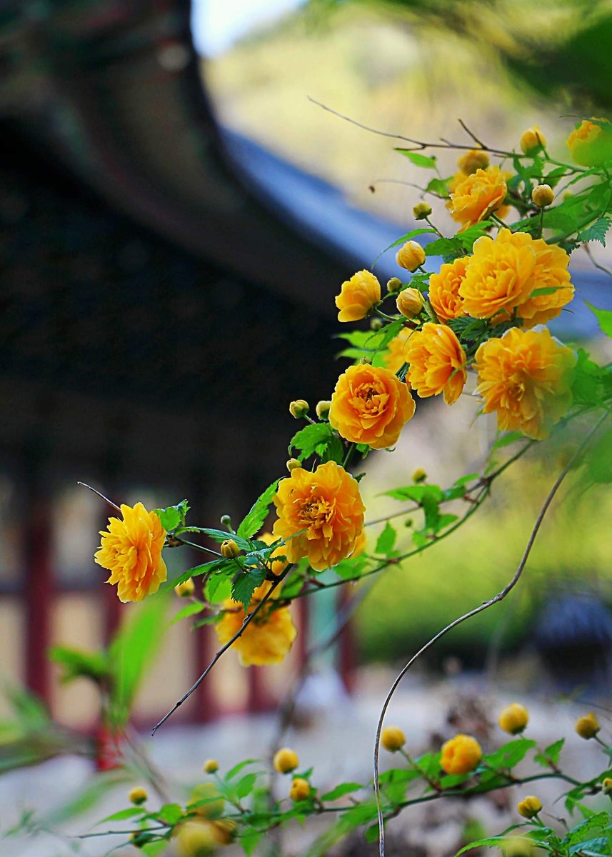 이제 습관처럼
당신 손을 잡는데
익숙해 졌으면좋 겠습니다.
보듬어 잡고 있는 
커피잔이 참 따뜻합니다.
-윤보영-