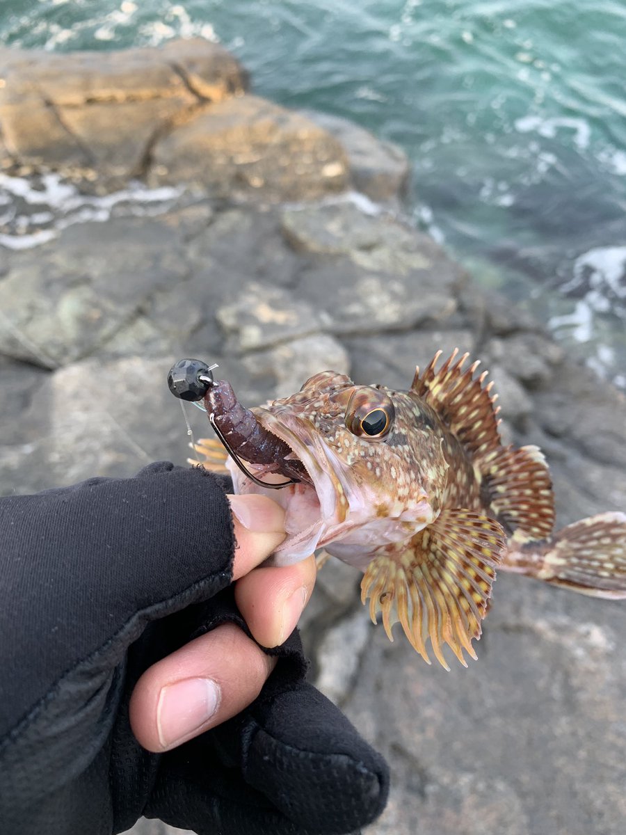 山崎 正人 昨日はヤズの回遊待ちの間に久々にベイトタックルで根魚狙ってきました 本命のハタ類は釣れませんでしたがアラカブ カサゴ に癒してもらいました ロックフィッシュ グルーパーゲーム アラカブ カサゴ 長崎 ロックショア ルーディーズ 山崎 正人 昨日はヤズの回遊待ちの間に久々にベイトタックルで根魚狙ってきました 本命のハタ類は釣れませんでしたがアラカブ カサゴ に癒してもらいました ロックフィッシュ グルーパーゲーム アラカブ カサゴ 長崎 ロックショア ルーディーズ