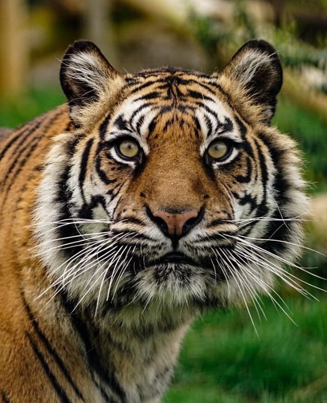 yesremote's tweet photo. Beautiful shot of a beautiful creature, by @kiri.photos. ⠀
•⠀⠀
•⠀⠀
•⠀⠀
#yesremote #travel #remotework #digitalnomad #nomad #globetrotter #remoteworker #locationindependent #remote #remoteyear #traveller #expat https://t.co/mNI1QaYdXw