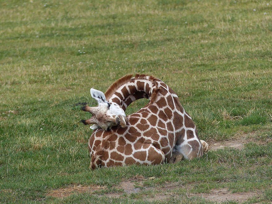 SpottedDacey's tweet photo. Giraffes. I’m here for it. https://t.co/n41NlOJVFt