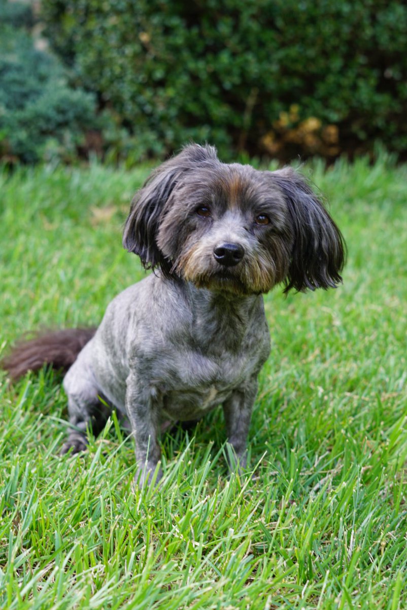 Spent the weekend cuddling with these two fur babies 🐕 🐶 #spoiled #dogmom