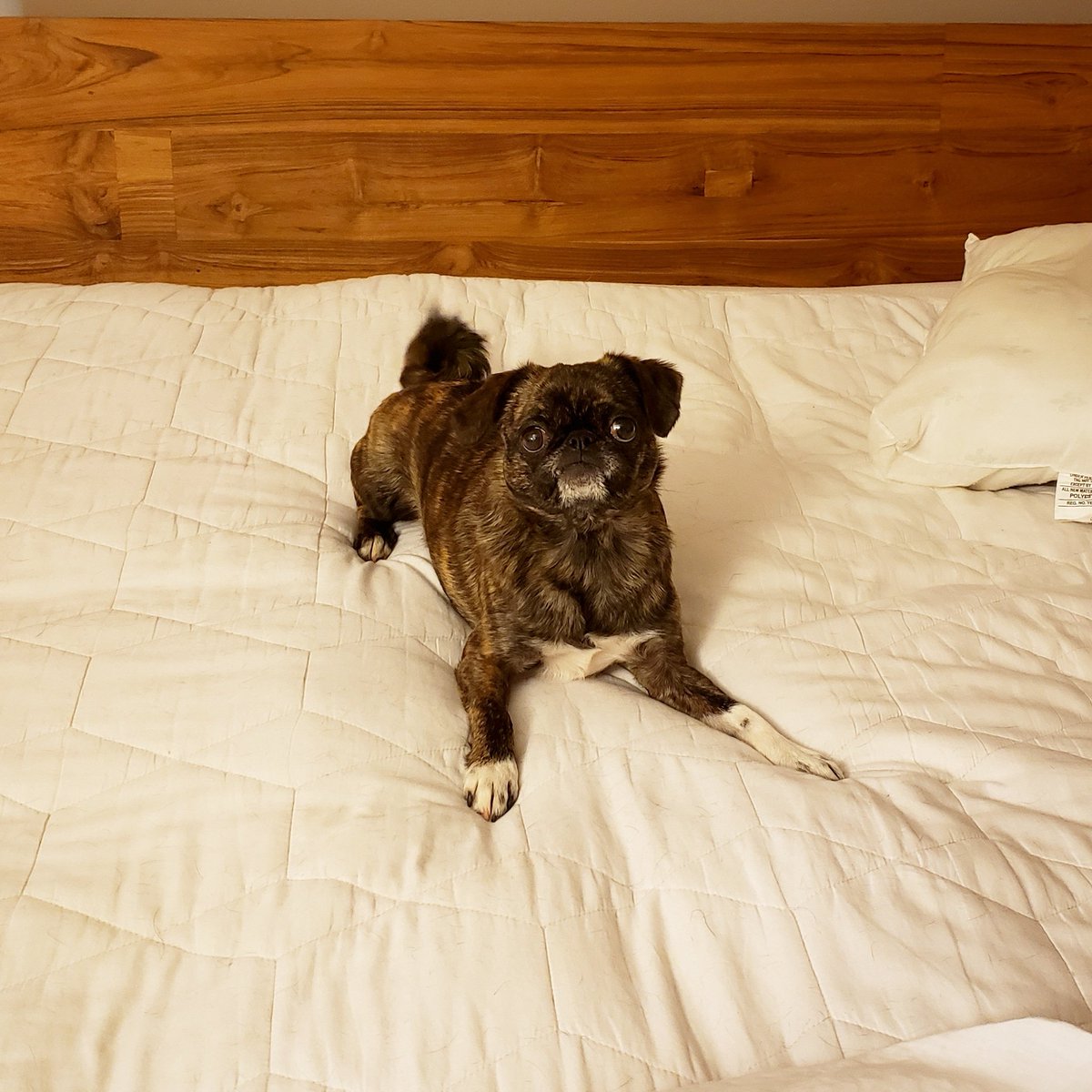funaek's tweet photo. She's not going to let me make the bed, is she?
#nope #monkadoodledoo #troublemakermonkey #troublemakerface #naughtymonkey #naughtyface #muppetmonkey https://t.co/PcFb4n0liV