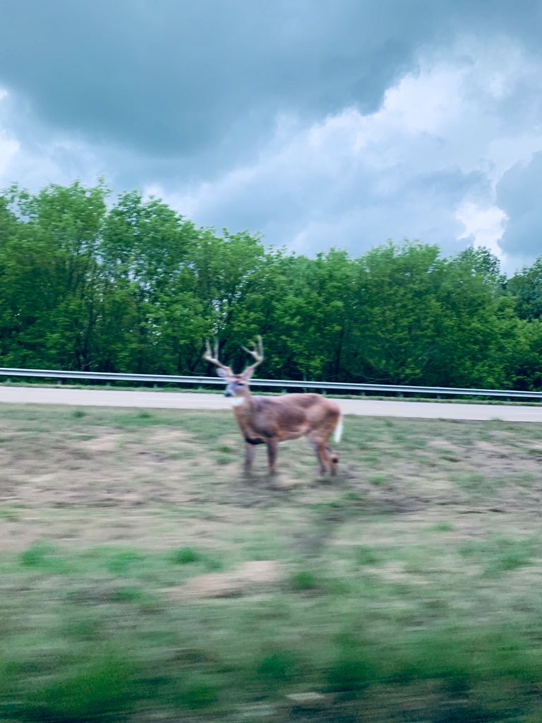 TeamDoggo's tweet image. 𝙷𝚎𝚑𝚎 𝚒 𝚕𝚒𝚔𝚎 𝓭𝓮𝓮𝓻 🍽😏😏