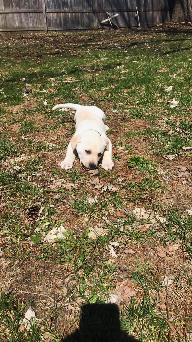 pungalexa's tweet photo. Oakley, momma loves you❤️🐾 https://t.co/uKgAuvNEQ3