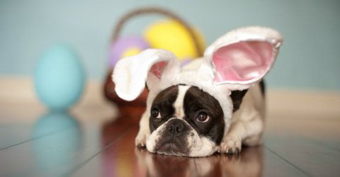 HandToPaw_Zen's tweet photo. Learn 5 quick tips how to keep #Easter safe for your pets
here: https://t.co/xy3HzKWq2d
Happy #PetEaster from your friends at https://t.co/4QisTVA5WD
#EasterSafety #PetSafety https://t.co/D1aQRTYtmO