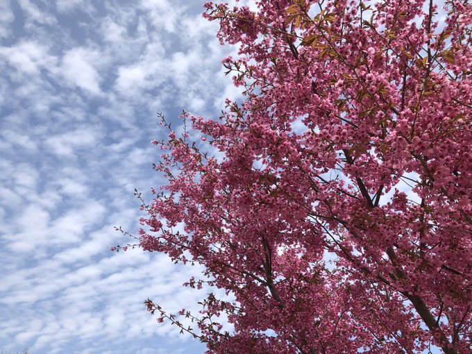 うちで咲いた桜!🌸 