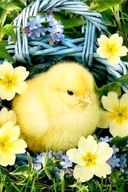 💛