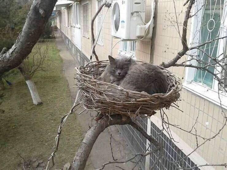 CatsOnCatnip's tweet image. The birds. they&apos;re gone.
