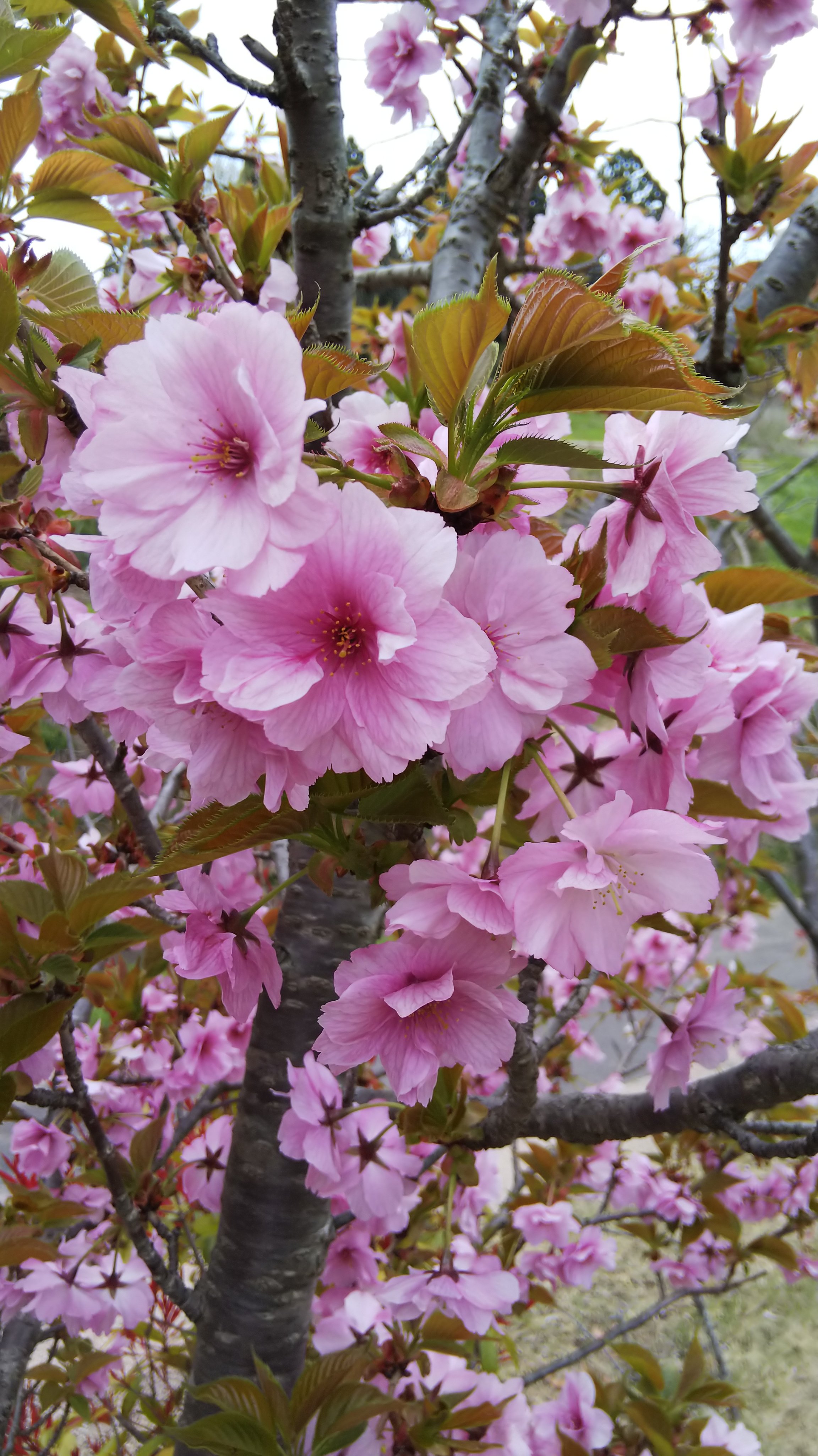Mkリオ アラマー アクラー Twitter પર 自分は山桜 八重桜が好き 敷島の大和心を人問わば 朝日に匂う山桜花 神風特別攻撃隊 山桜花 氷見市ふれあいスポーツセンター T Co 4xuqefpf Twitter